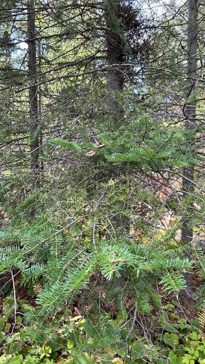 [Thumbnail for 04BalsamFir.JPG]