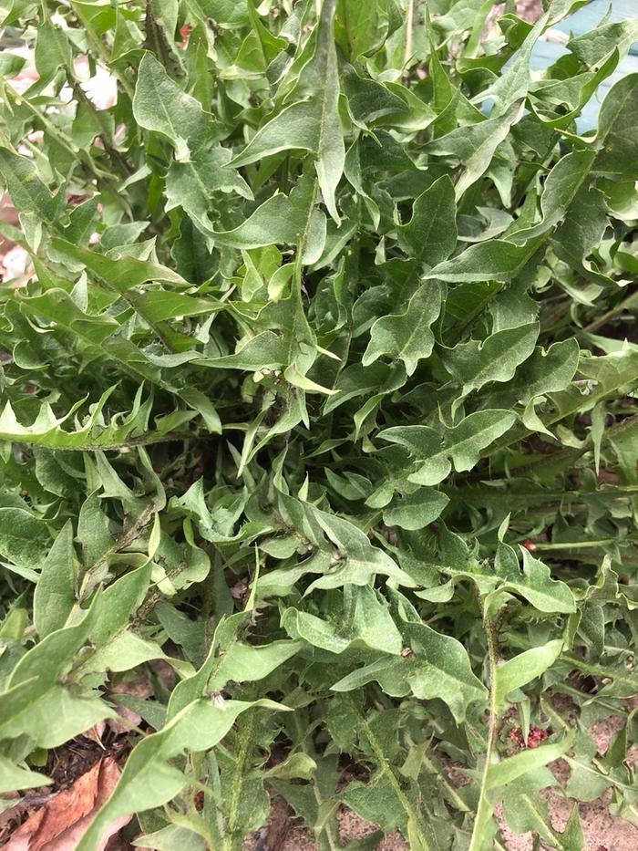 [Thumbnail for 04Dandelion.JPG]