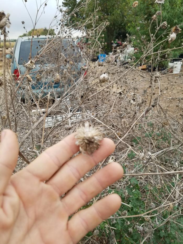 Wild sunflower patch