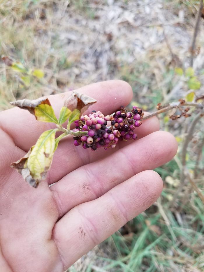 Beauty berry after a dry fall