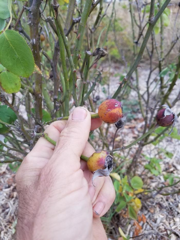 pickin rose hips