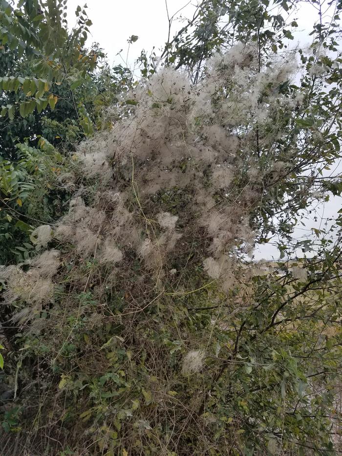 a plant that looks like me!