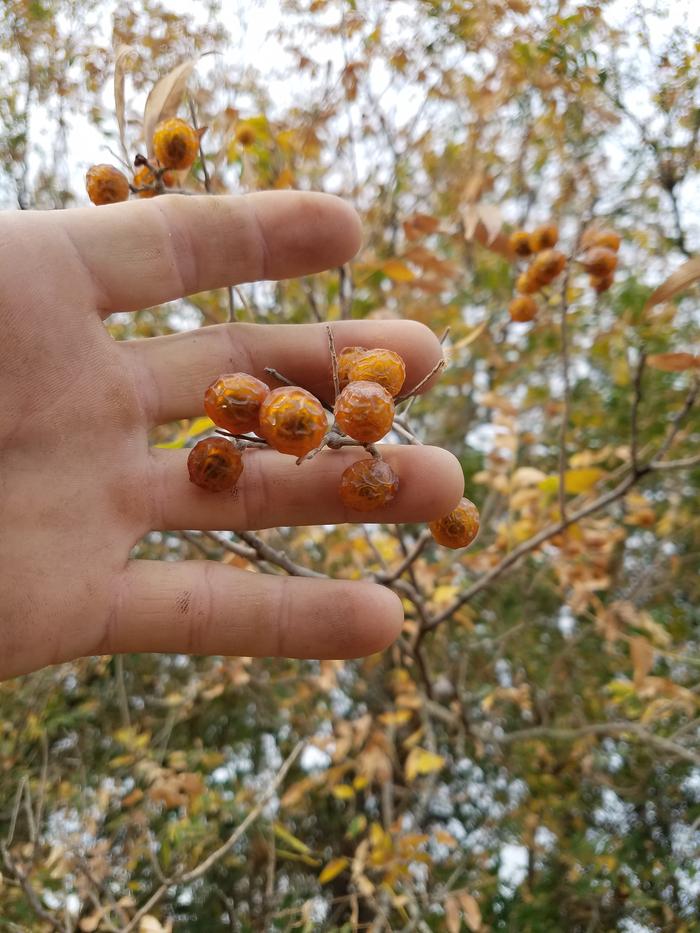 Dr. Bronner's is way easier