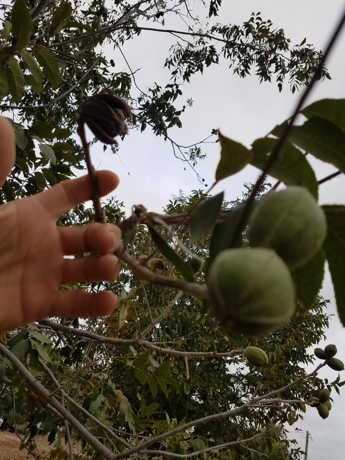 Paper-shell pecans are way easier too.