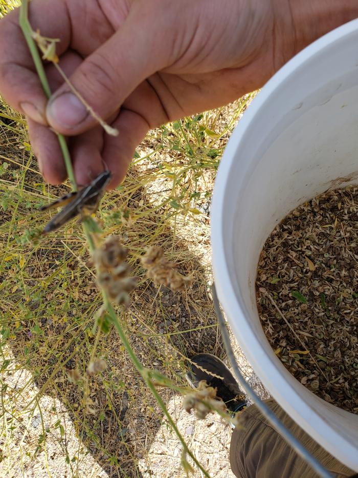 Grasshopper while harvesting seeds