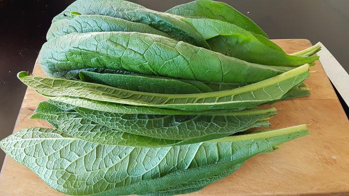 comfrey leaf