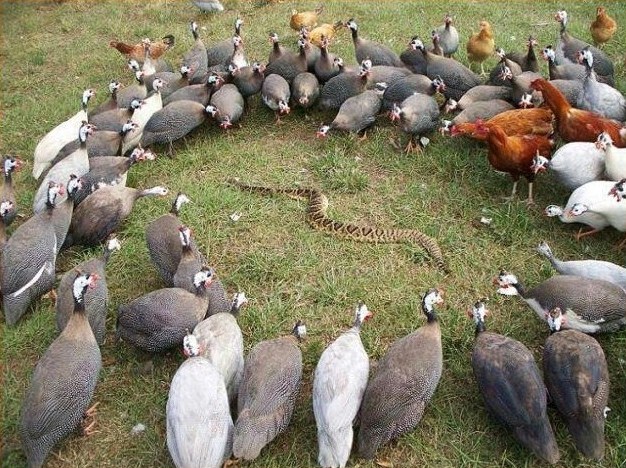 [Thumbnail for snake-deterrents.jpg]