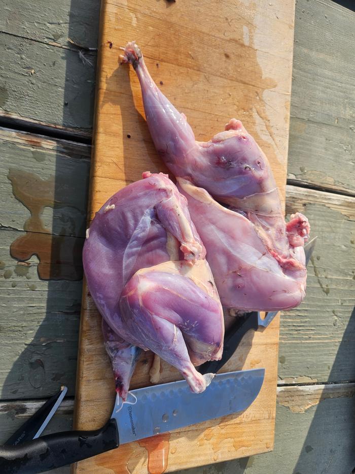 Pheasants, dressed out