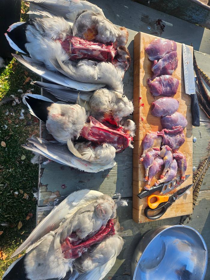 Ducks, breasted and legs also kept