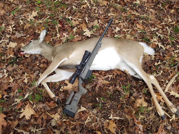 Deer with Bergara HMR