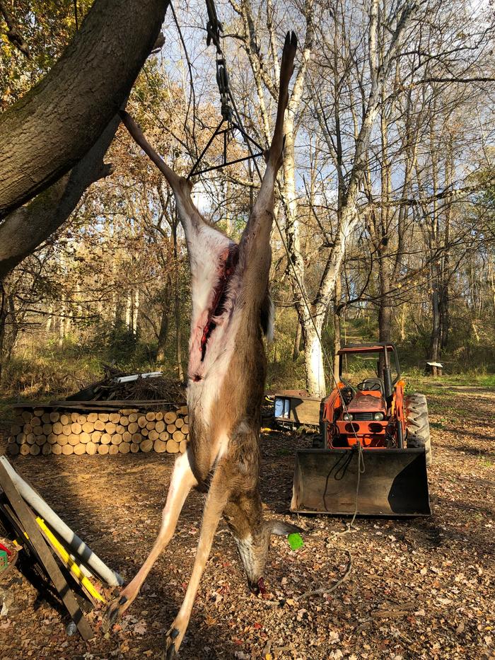 Doe field dressed and hung 