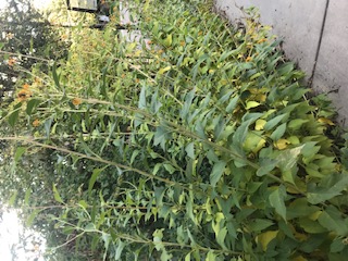 My fall jerusalem artichokes along a driveway strip