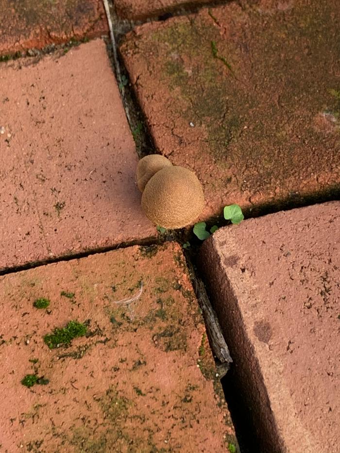 Mushroom - brick