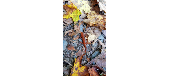 red spotted newt