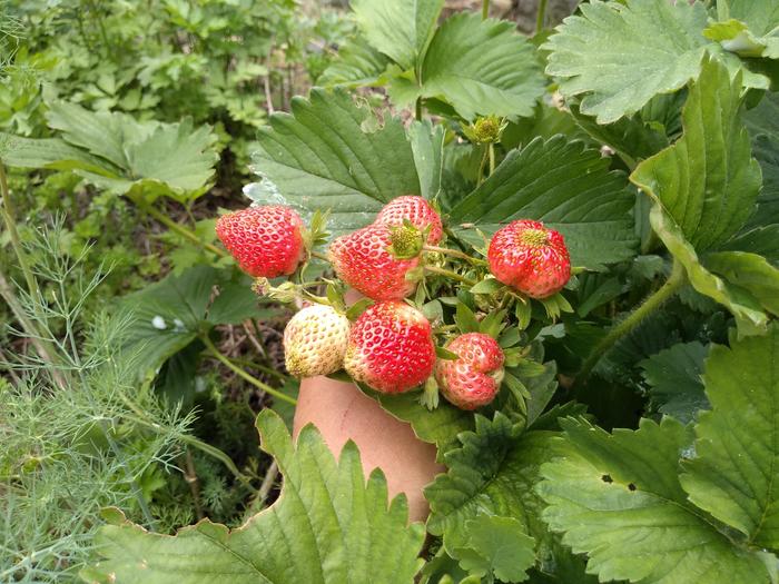 hmm...maybe these berries count as large not medium