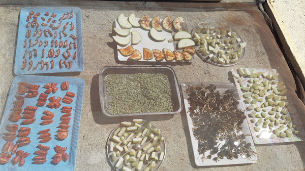 Drying vegetables in high desert sun under a screen