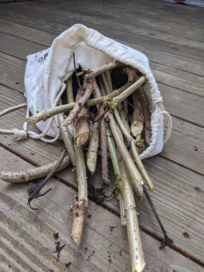 Cuttings of elderberry