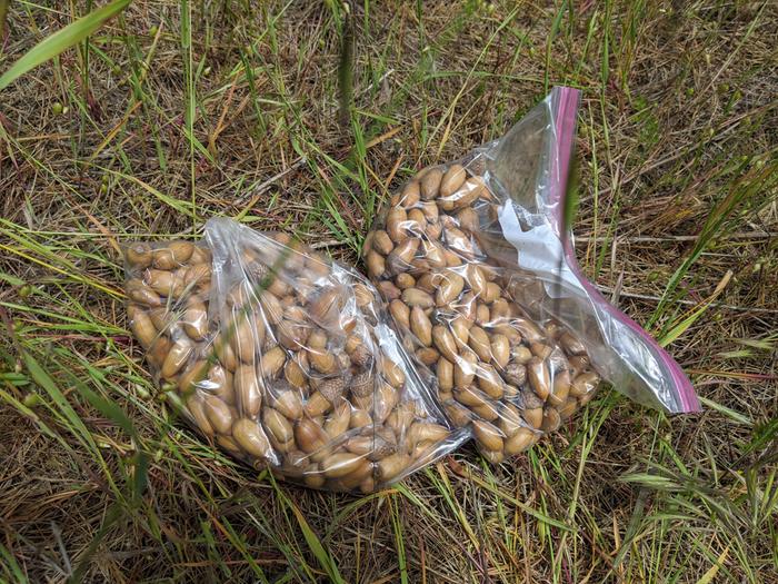 Live oak acorns