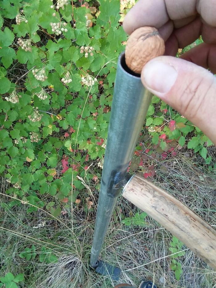 Dutch walnut (barely fit down the tube)