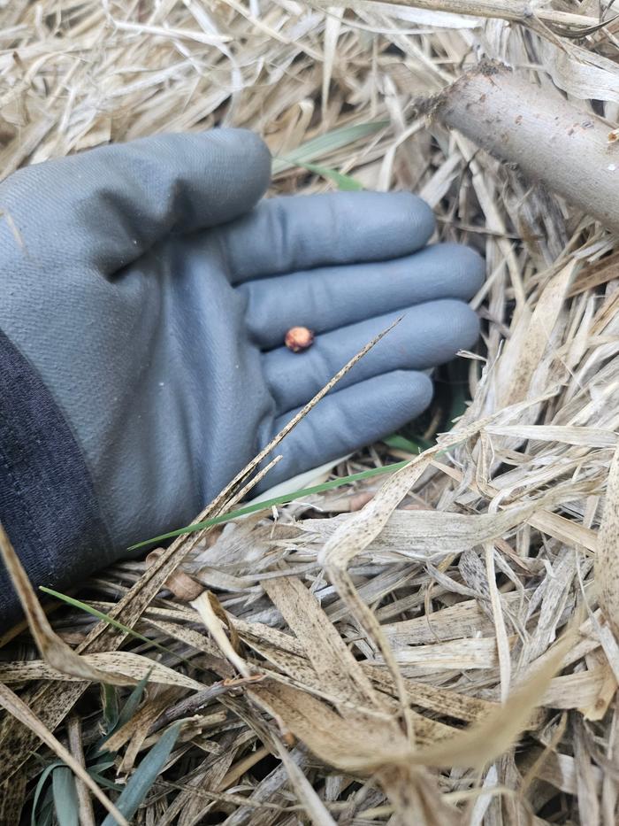 Choke cherry pit