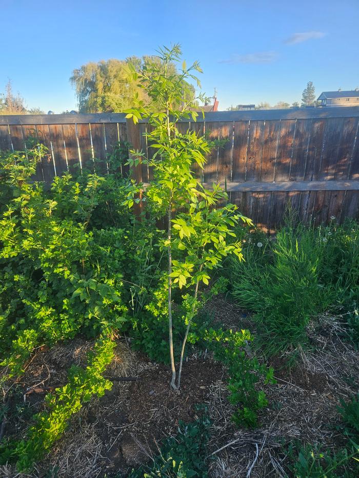 See how this walnut tree is planted next to my fence? In my yard? Where it's supposed to be 