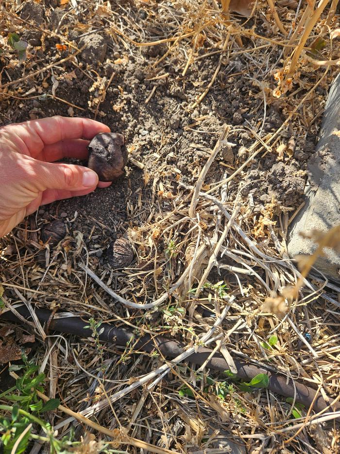 Planting black walnut here next to drip pipe in my yard. The seeds in the background were the ones which didn't sprout