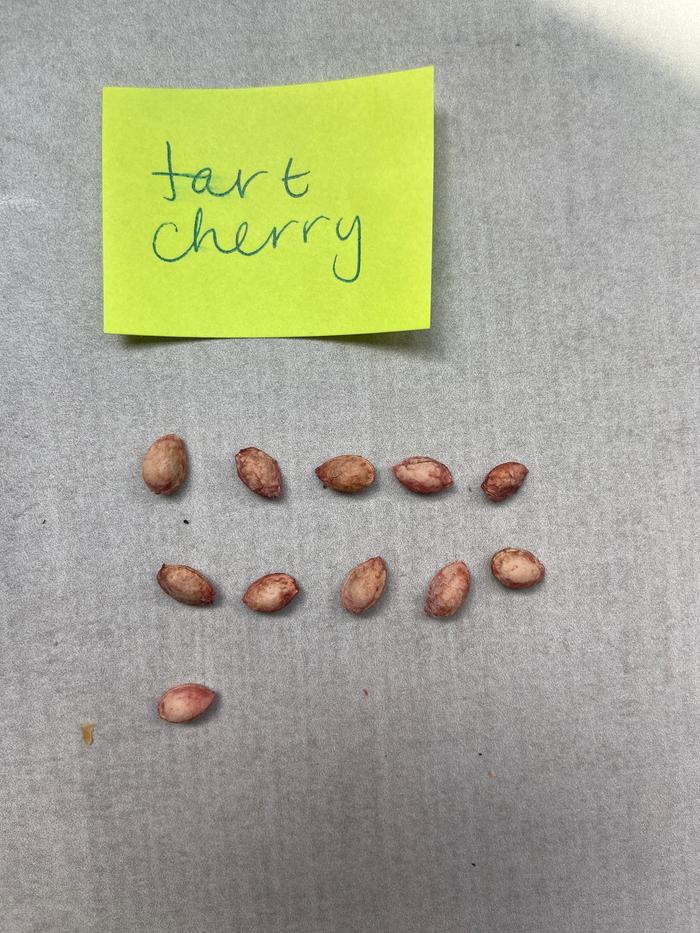 [Thumbnail for cherry_11-seeds.jpg]
