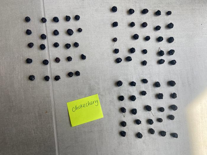 [Thumbnail for chokecherries_75-seeds.JPG]