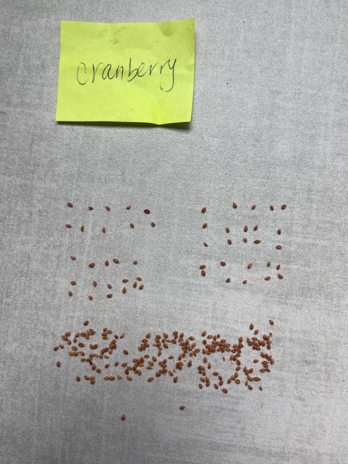 [Thumbnail for cranberry_50-plus-seeds.JPG]