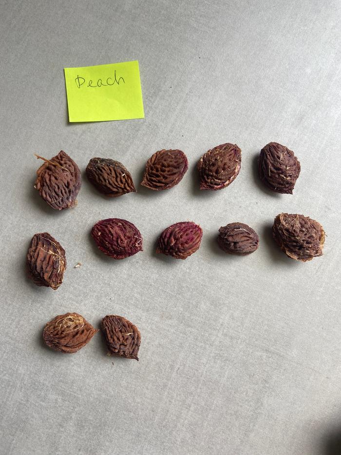 [Thumbnail for peach_12-seeds.JPG]