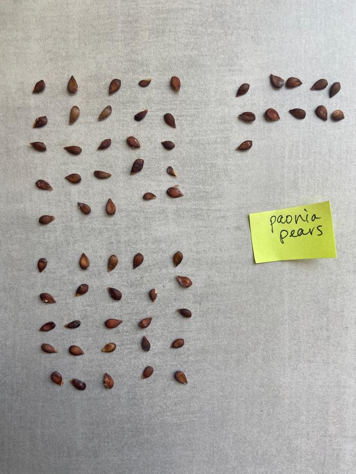 [Thumbnail for pear_61-seeds.jpg]