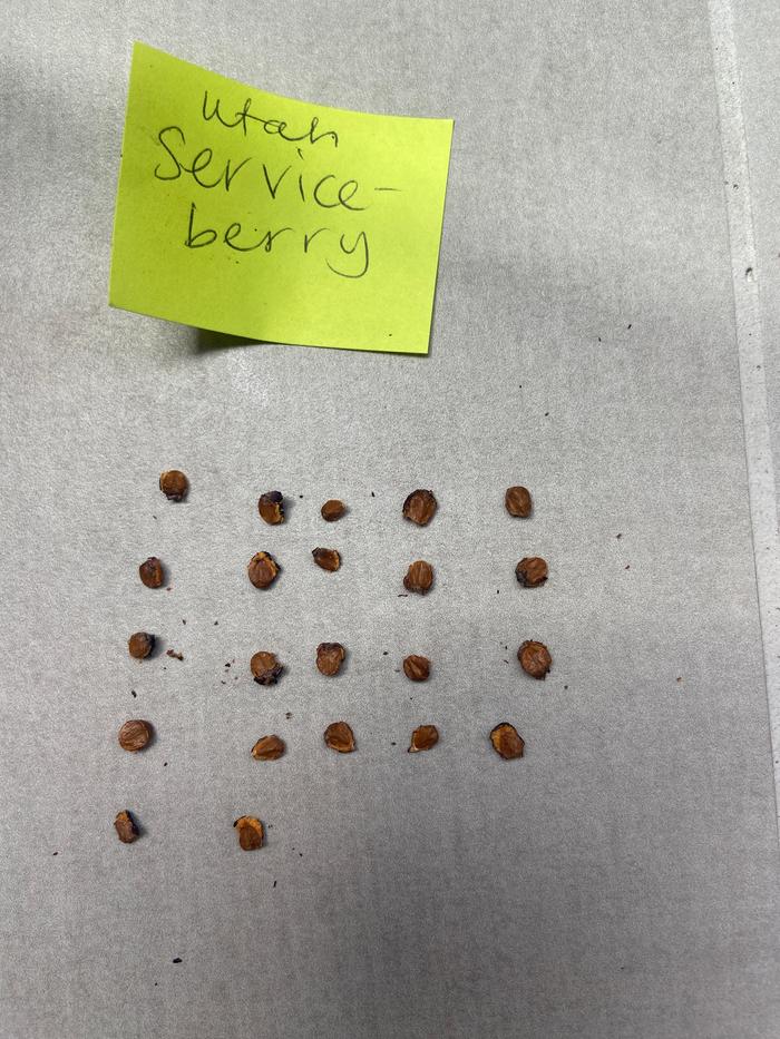 [Thumbnail for serviceberry_22-seeds.JPG]
