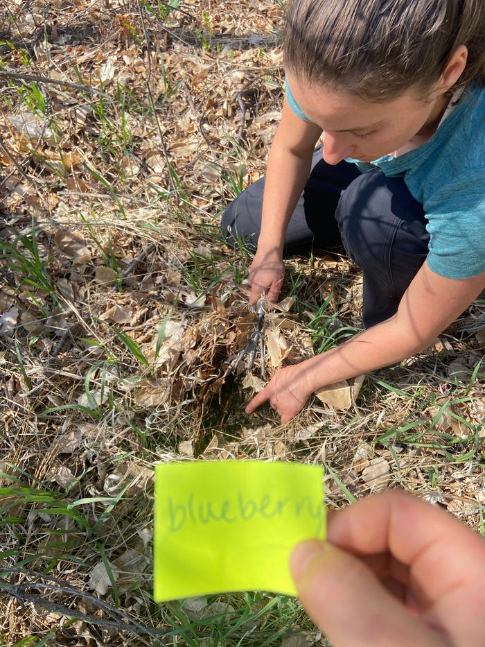 [Thumbnail for planting-a-blueberry-seed.jpg]