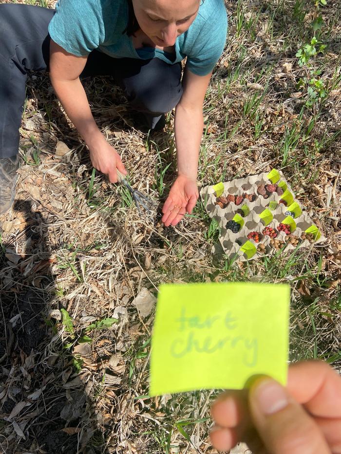 [Thumbnail for planting-a-cherry-seed.jpg]