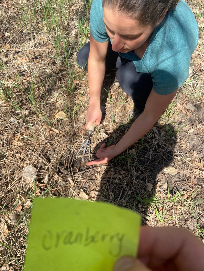 [Thumbnail for planting-a-cranberry-seed.jpg]