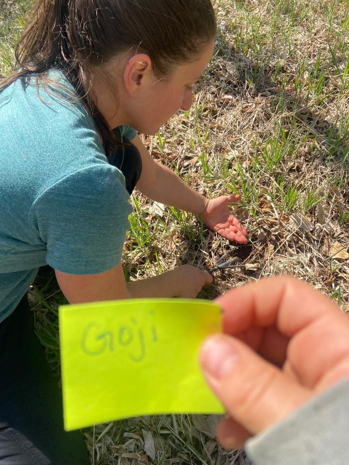 [Thumbnail for planting-a-goji-seed.jpg]