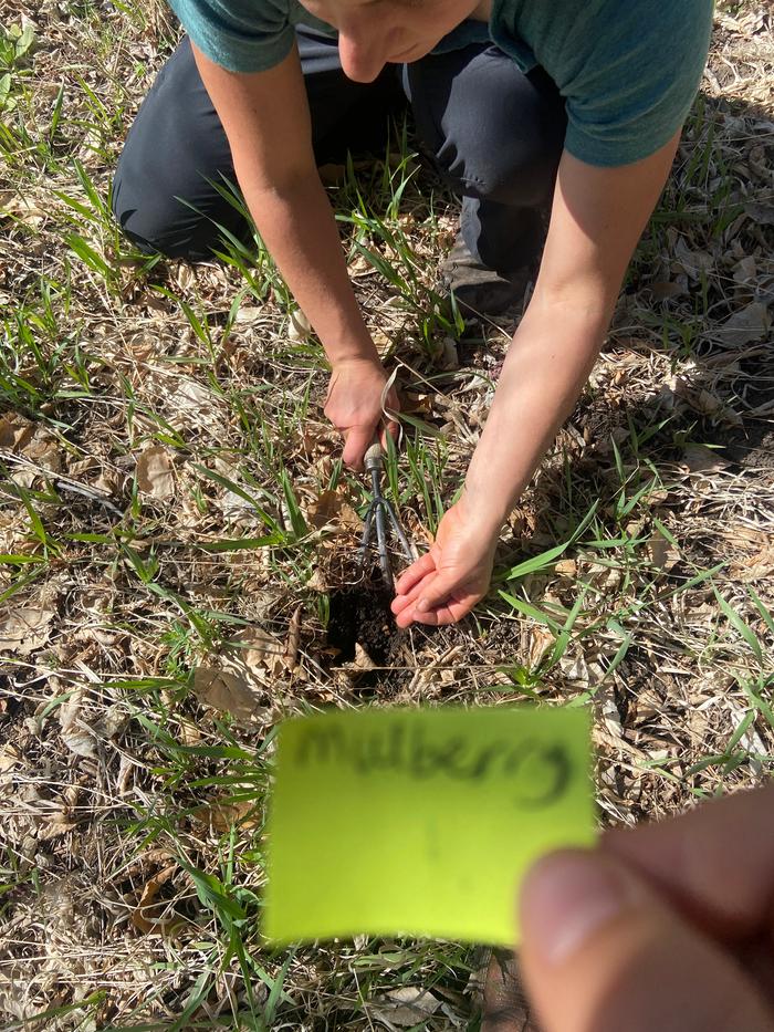 [Thumbnail for planting-a-mulberry-seed.jpg]