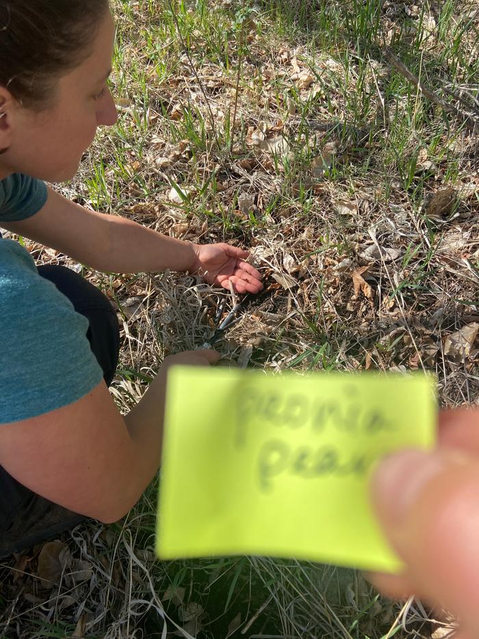 [Thumbnail for planting-a-pear-seed.jpg]
