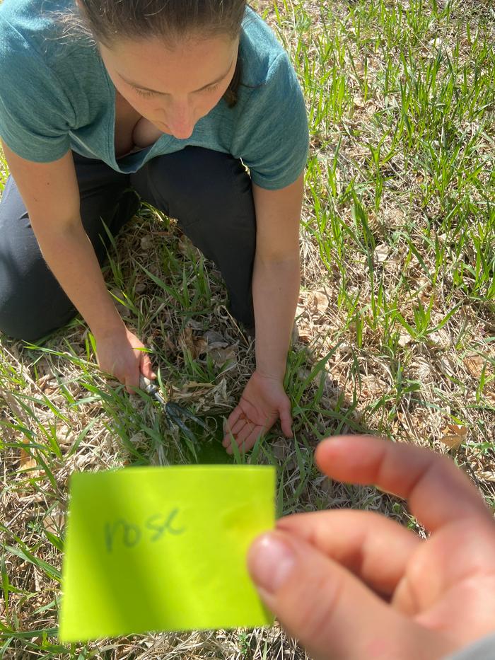 [Thumbnail for planting-a-rose-seed.jpg]
