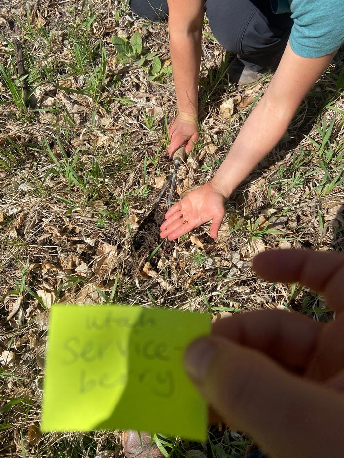 [Thumbnail for planting-a-serviceberry-seed.jpg]