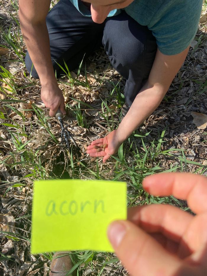 [Thumbnail for planting-an-acorn-seed.jpg]