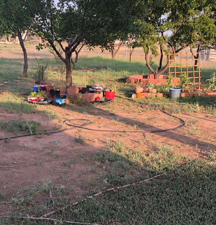 Tree wells in orchard area. 