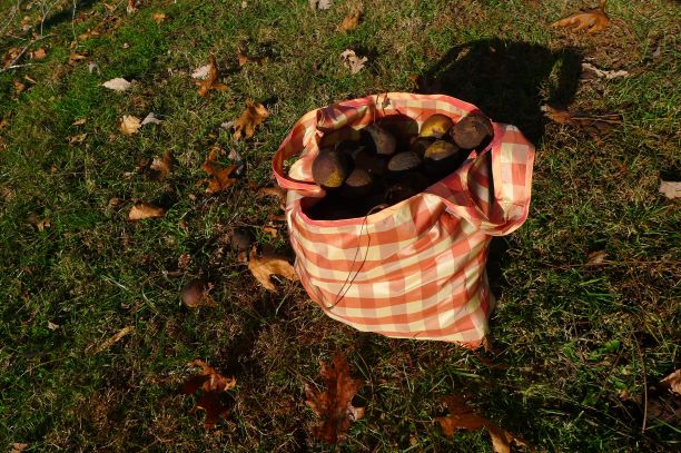 Holding 15 lbs black walnuts