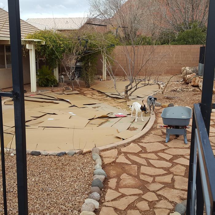 Layered cardboard on back lawn.
