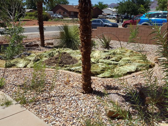 Front yard bermuda covered with palm fronds (and a little cardboard because I ran out of fronds).
