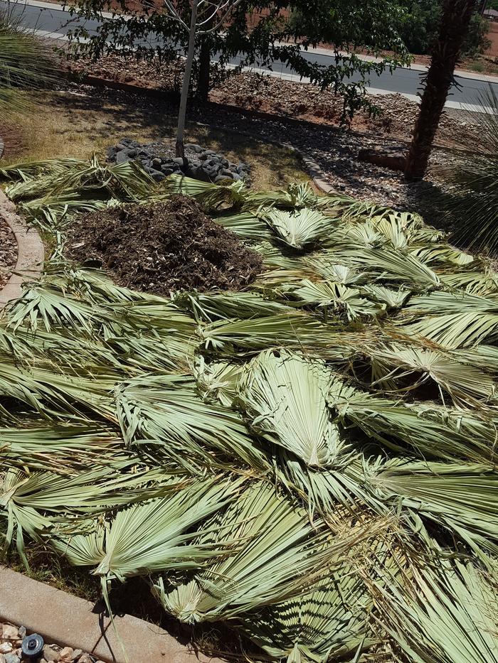 Wood chips going on fronds.
