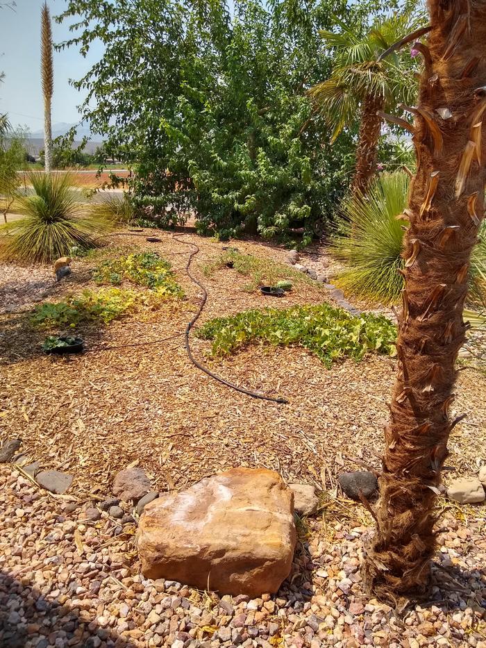 As of today August 2020 front yard. Two years since it's been covered, and no runners coming out of watered pots.