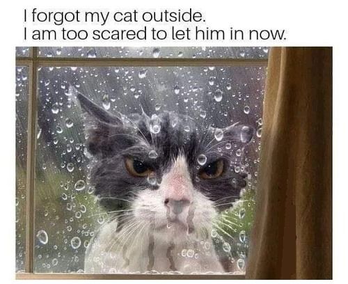 [Thumbnail for cat-outside.jpg]