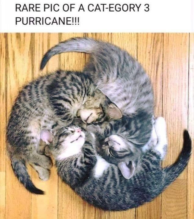 [Thumbnail for purricane.jpg]