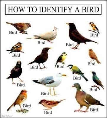 bird meme